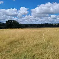 Prairie avec une herbe jaunie à cause de la canicule.
