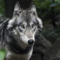 Loup en gros plan dans la forêt.