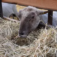 Brebis mangeant du foin en bergerie