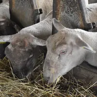 Brebis Romane mangeant du fourrage dans une bergerie.