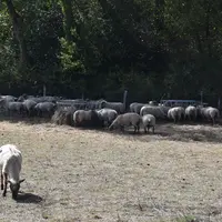 Troupeau ovin pâturant une prairie grillée