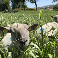 Gros plan sur une brebis pâturant du moha ou du millet.