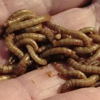 L’élevage de larves de mouche produit 150 tonnes de protéines par hectare et par an, contre seulement 0,9 tonne pour le soja.