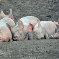 Le porc fermier élevé en plein air ne concerne que 10 % de la production Label Rouge mais il contribue grandement à son image excellente auprès des co