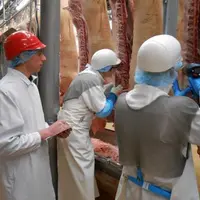 Détection de carcasses de porc malodorantes dans un abattoir.