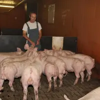 Daniel Saintilan, éleveur à Planguenoual (22) est l'un des 40 éleveurs testant la production de mâles entiers depuis plus d'un an avec Cooperl Arc Atl