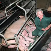 Dédée Auffret, de l'EARL Auffret à Pleyben, qui a participé à l'enquête productivité de Porfimad, a sevré 32,09 porcelets par truie productive en 2007