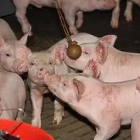 La consommation quotidienne moyenne d'aliment est légèrement inférieure à la moyenne bretonne en élevage de mâles entiers.