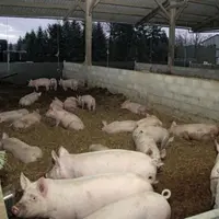 Bâtiment sur paille avec une ouverture vers l'extérieur conformément au cahier des charges bio.