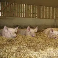Trois mesures principales émergent du projet de Plan pour la filière porcine : la modification du régime des installations classées, le dossier VPF et