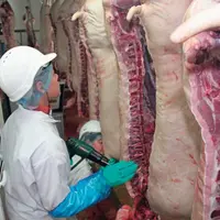La détection des carcasses potentiellement porteuses d’odeur est réalisée
 en chauffant le gras avec différents appareils tels que 
le décapeur ther