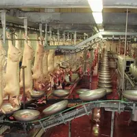 Les deux abattoirs de Tradival abattent 22 000 porcs par semaine, un nombre identique à la production du groupement Cirhyo.