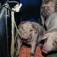 Avec un dispositif de une corde pour quinze porcs 80 % des porcs sont venus la mâcher en 45 minutes.