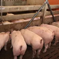 Fractionner les apports d'aliment en plusieurs repas de moindre importance permet d'écrêter les pics de production de chaleur induits par la prise ali