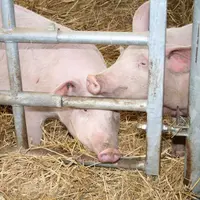Deux méthodes pour produire ses cochettes à la ferme