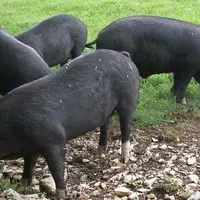Un site internet dédié aux races locales de porcs