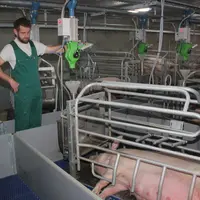 Un doseur à roue délivre 130 grammes d’aliment avec une distribution simultanée d’eau quand les sondes disposées en fond d’auge sont découvertes. © D.
