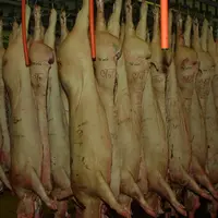 En 2019, la moyenne du prix du porc classe SE en France devrait être supérieure de 16% à celle de 2018. © D. Poilvet