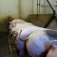 La France engage un programme de recherche sur l'arrêt de la caudectomie. © Chambres d'agriculture de Bretagne