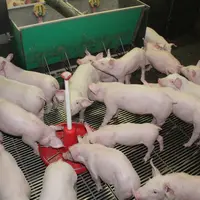 En post sevrage, les porcelets reçoivent de l’eau additionnée d’acidifiant dans une auge maxitolva en complément de l’abreuvement par les pipettes. ©