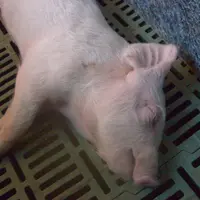 La maladie de l'oedème est provoquée par des E. coli pathogènes qui produise de la shigatoxine. © IDT Biologika