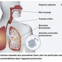 Plus les particules sont fines plus elles pénètrent profondément dans l’appareil respiratoire. © Chambres d'agriculture de Bretagne