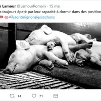 Tweet de Romain Lamour, éleveur de porcs en Bretagne © R. Lamour