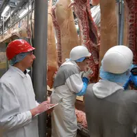 Le décapeur thermique ou le fer chaud appliqué sur le gras sont les méthodes les plus largement utilisées pour la détection olfactive des carcasses ma
