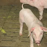 Certains porcs résistent à des variants d'E.coli responsables de diarrhées ou d'oedème. © Ifip