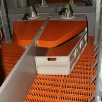Lee sol de la niche est plein mais sans système de chauffage. Les porcelets sont chauffés par une lampe à infrarouge de 150 watts. © A. Puybasset