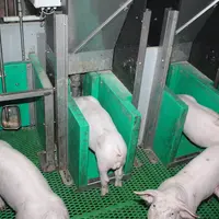 L’analyse des quantités consommées et la fréquence des consommations permet à l’éleveur de détecter précocement les animaux malades. © D. Poilvet