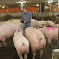 À la station Ifip de Romillé, les ingénieurs testent les nouveaux dispositifs de caméra capables d'analyser le comportement des animaux en temps réel