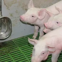 Seules les deux spécialités de sulfamides étudiées se sont révélées stables en présence de biocides, quelles que soient les conditions testées. © D. P