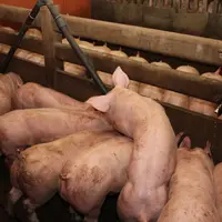 Avec 20% de pulpes de betterave dans la ration, le nombre de griffures est réduit de 66% par rapport à un aliment sans pulpe. © D. Poilvet