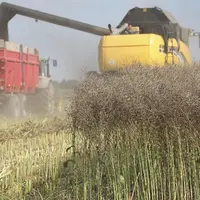 Les cultures de céréales et de protéagineux permettent aux élevages à fort lien au sol d'avoir une autonomie protéique élevée. © JC. Gutner