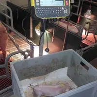 La pesée des porcelets à la naissance est un point de départ pour travailler sur l'amélioration des performances dans son élevage. © Chambre d'agricul