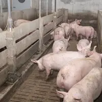 Les porcs accèdent à l’alimentation soupe via un trieur dans une aire sur caillebotis équipée d’auges avec sonde qui gèrent la distribution. © D.Poilv
