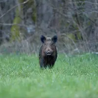 Dans la zone le long de la frontière avec la Belgique, l'ONCFS et les chasseurs maintiennent une forte pression de chasse. © Stephane-Beillard_ONCFS-b