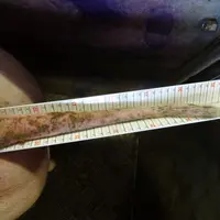 Les queues ont été mesurées tout au long de la période d'élevage. À chaque fois, une note d'état leur a été attribuée. © Chambres d'agriculture de ...