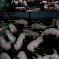 Le logiciel identifie de façon autonome les porcelets couchés ou debout. © Copeeks