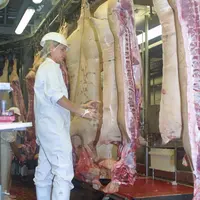 Le poids des carcasses a augmenté de 600 grammes entre 2018 et 2019 © D. Poilvet