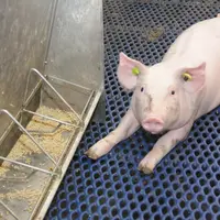 La digestibilité des protéines par le porcelet n'a pas grand-chose à voir avec elle des porcs charcutiers. © D. Poilvet