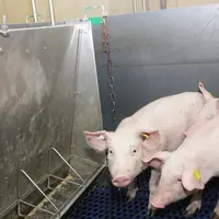 La baisse du taux de MAT dans les aliments pourrait être reconnue comme une "technique équivalente" pour réduire les émissions d'ammoniac. © D. Poilve