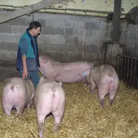 Les truies sont apprivoisées dès la quarantaine chez plus de la moitié des éleveurs enquêtés. © D. Poilvet