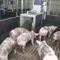 Pour sélectionner les animaux sur l'efficacité digestive, les organismes de sélection utilisent des alimentateurs individuels (comme ici à la station