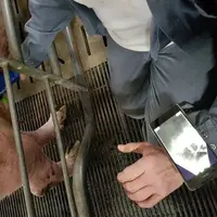 La sonde sans fil convexe a une bonne prise en main. Elle permet une grande liberté de mouvement. © Ifip