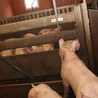 Les points d’abreuvement pour les systèmes d’alimentation en soupe apportent une sécurité supplémentaire. © D. Poilvet