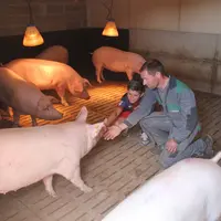 L'attitude de l'éleveur joue un rôle important dans la mise en confiance des animaux. © D. Poilvet