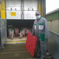 Pour les livraisons des reproducteurs Choice, les chauffeurs sont équipés de masque de protection. © Choice