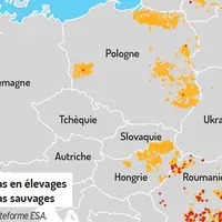 La fièvre porcine africaine aux portes de l'Allemagne © Plateforme ESA